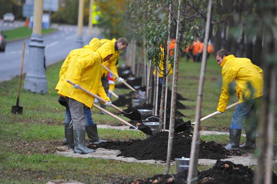 Поддерживать чистоту и высаживать деревья будут в 8 районах города