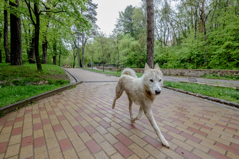 Одни оренбуржцы убивают, другие - находят собачьи трупы и жалуются в полицию. Когда будет поставлена точка?