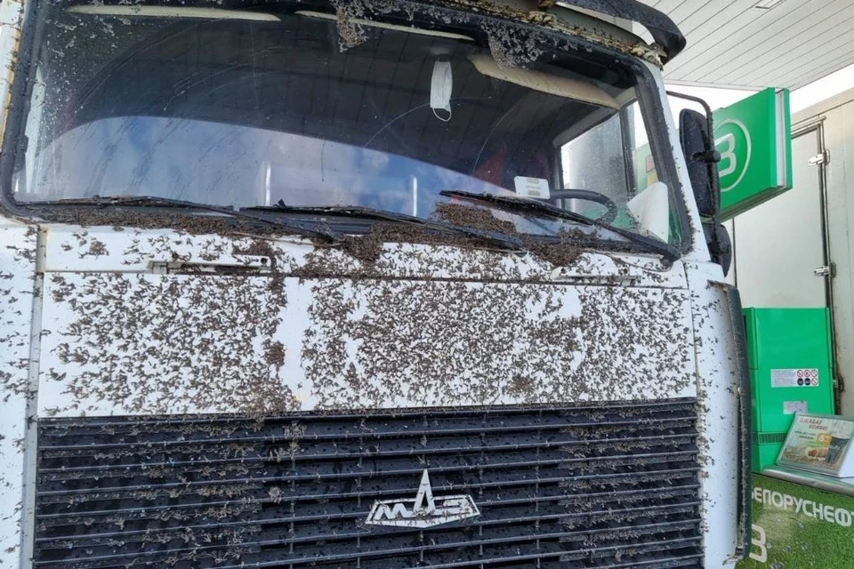насекомые атаковали автомобили на трассе М6 в Беларуси. Фото: autogrodno.by