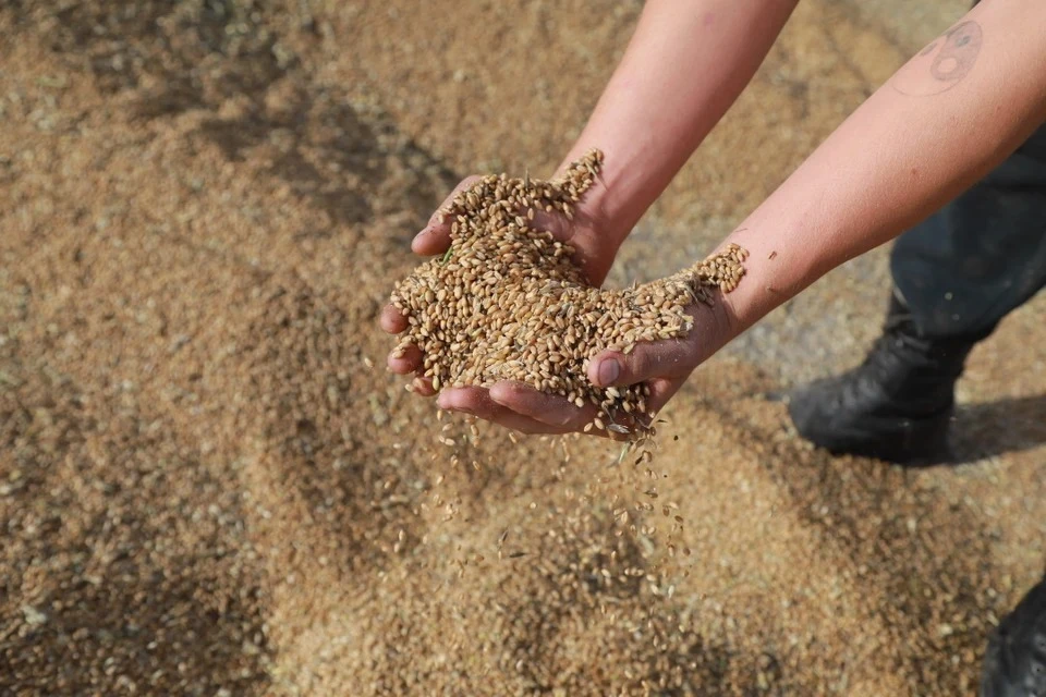 Зеленский заявил, что Украины не готова поставлять зерно через Белоруссию