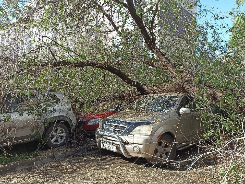 Дерево рухнуло в ночь на 7 июня 2022 года / Фото: vk.com/chp_samara