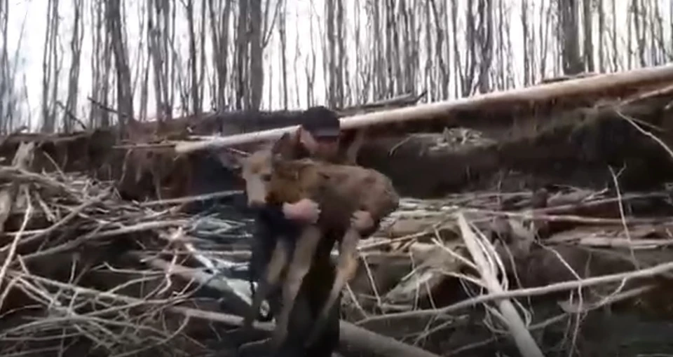 Фото: скриншот видео