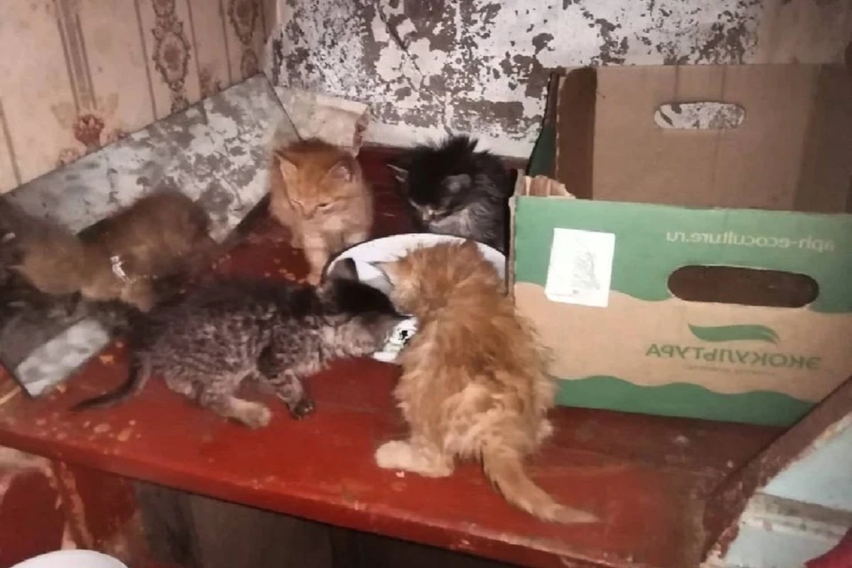 В Новосибирске ищут дом котятам, которых выбросили умирать на трассу. Фото: «Дари добро приют для животных».