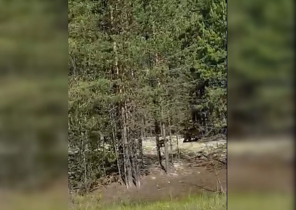 Фото: скриншот видео паблика ЧП Березники/ВКонтакте