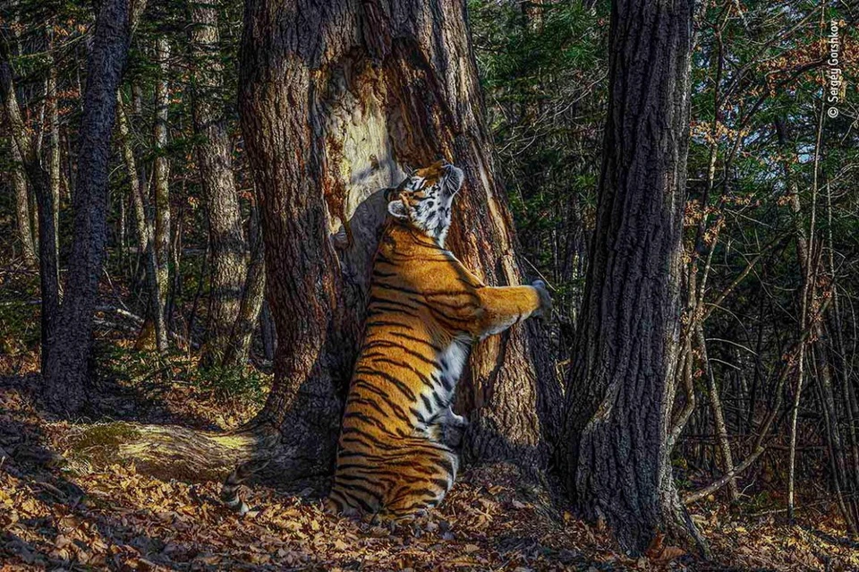 Прославившийся на весь мир снимок тигрицы. Фото: Сергей Горшков.