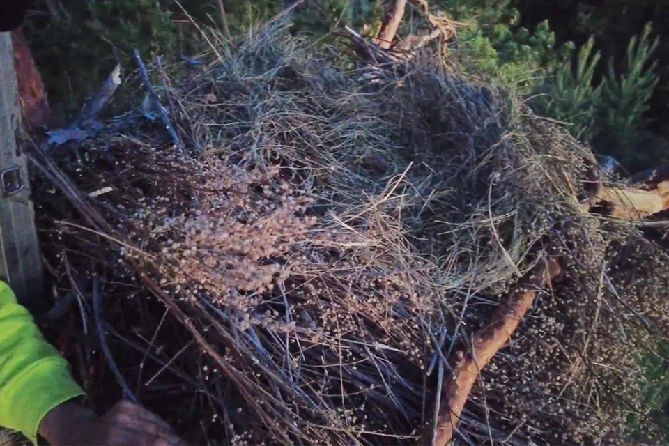 Гнездо для пернатых хищников. Скриншот видео WWF