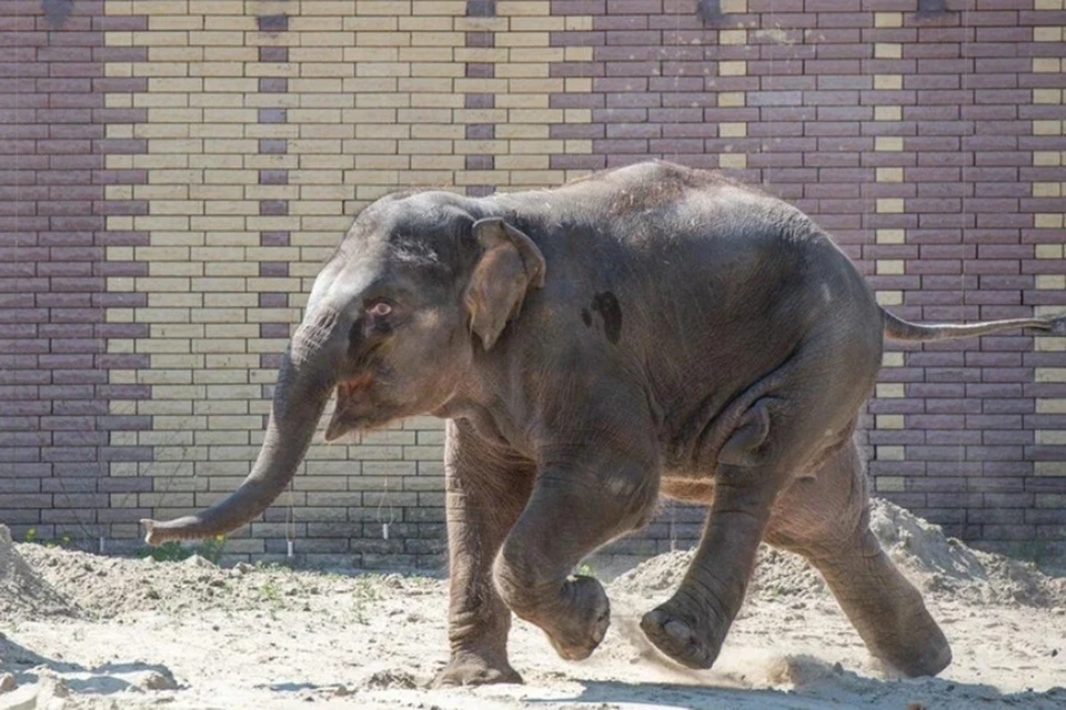 Слониха из ростовского зоопарка живет в цирке почти два года. Фото: ростовский зоопарк.