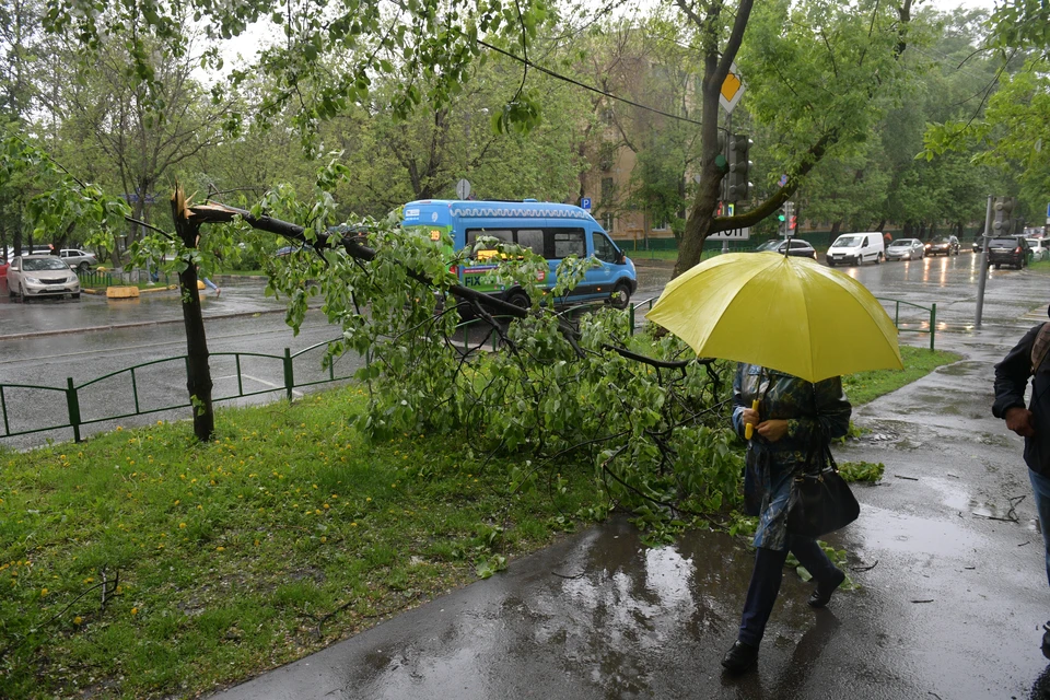 В гидрометцентре назвали причину урагана в Новосибирской области.