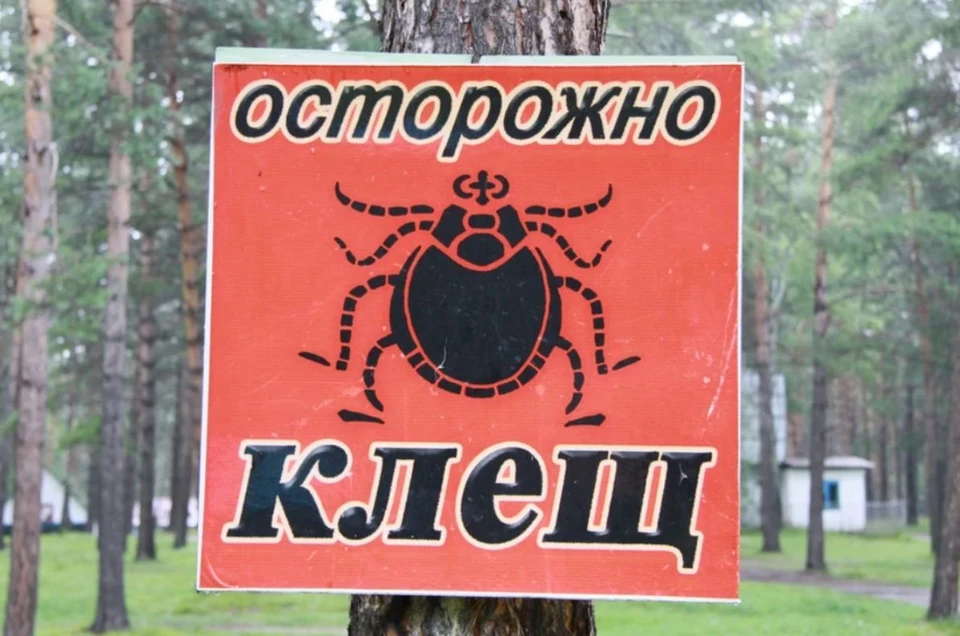 Активность клешей идет на спад