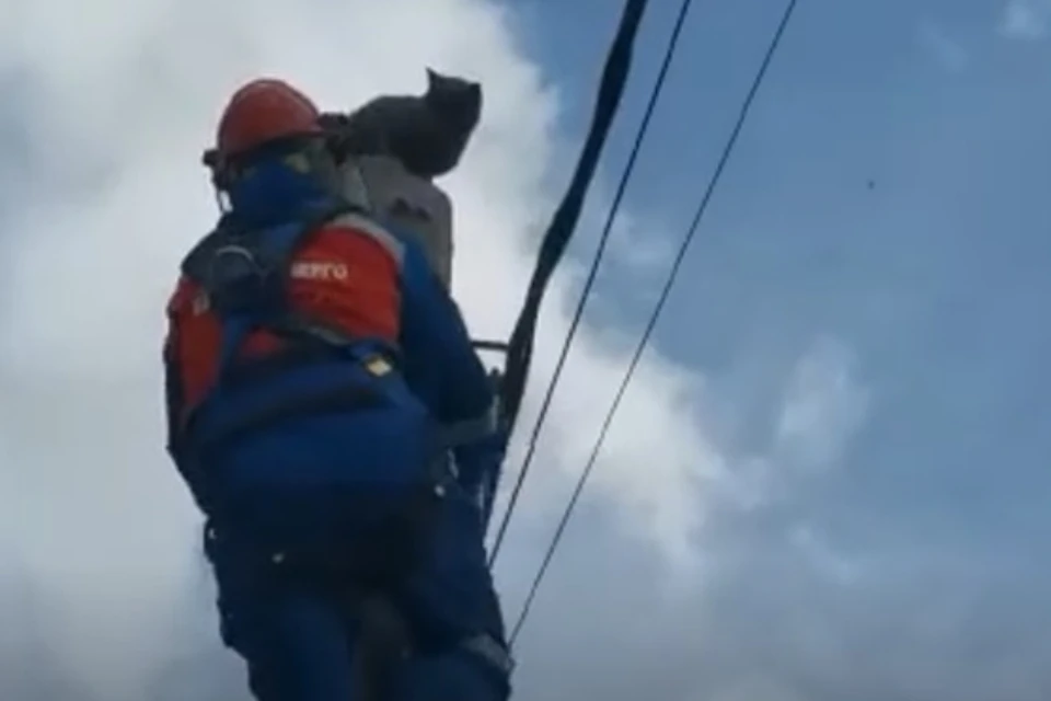 Электрики из Иркутска спасли кота, который в грозу всю ночь просидел на столбе. Фото: "Иркутская электросетевая компания»