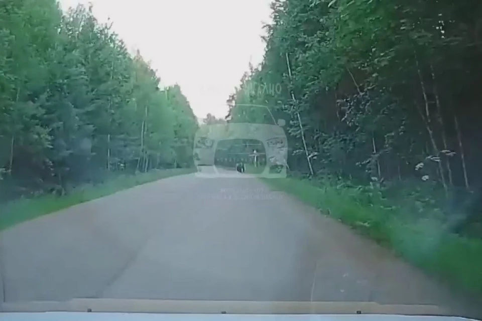 Возле Железногорска полиция ищет медведя, перебегавшего дорогу. Фото: сиоп-кадр видео