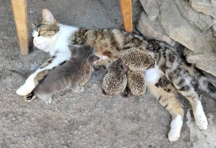 Как сейчас живут ежи, которых выкармливает мама-кошка из Ростовской области