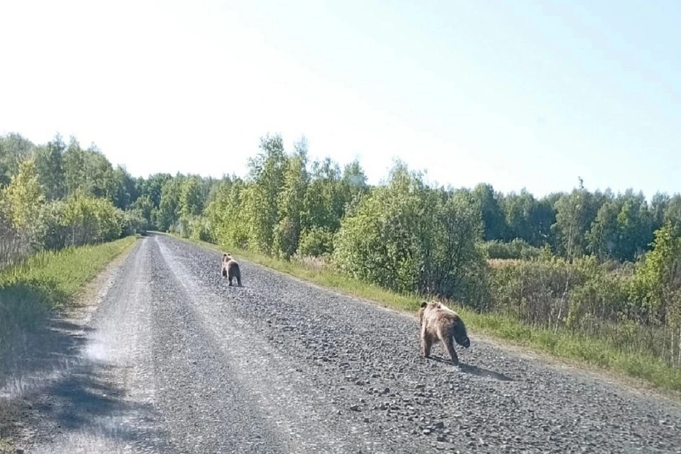 Под Новосибирском заметили двух бегущих по дороге медвежат. Фото: "Куйбышев54".