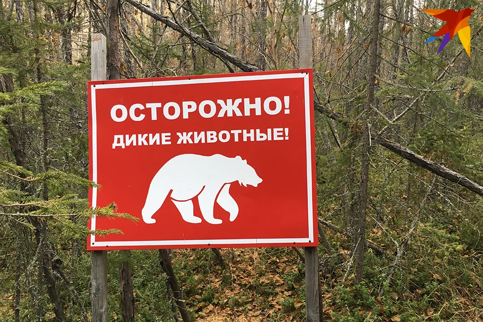 Больше, чем в Кольском районе, медведей обитает только на Терском берегу.