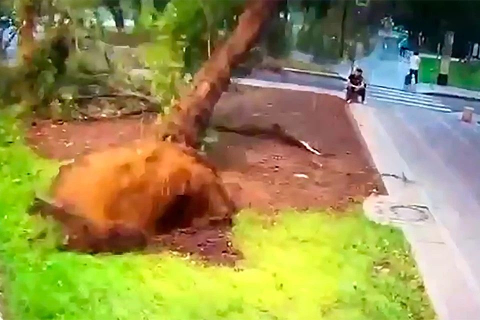 Момент падения дерева попал на видео