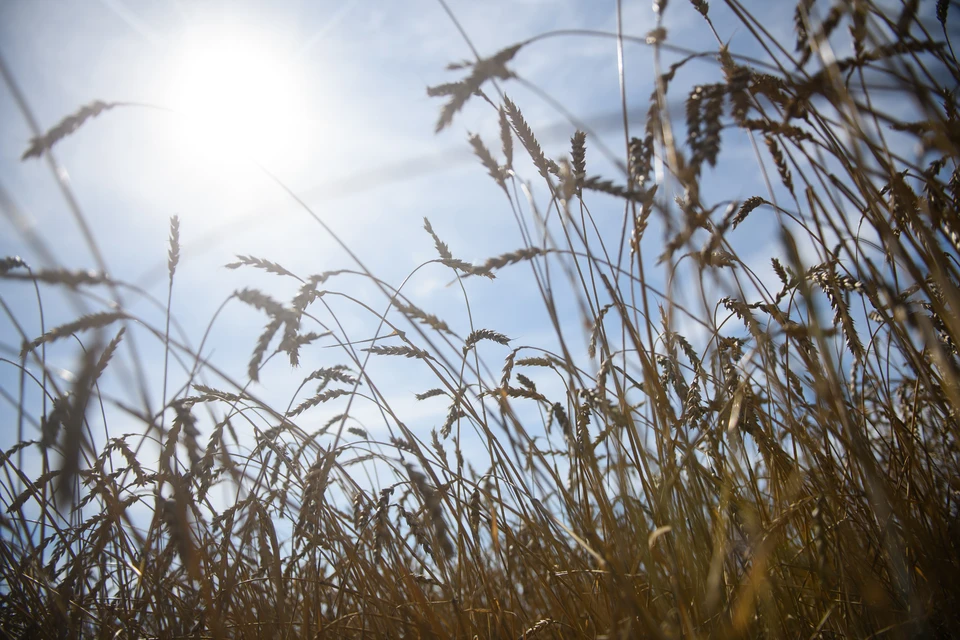Аграрии убирают урожай под палящим солнцем, в регионе сейчас очень жарко