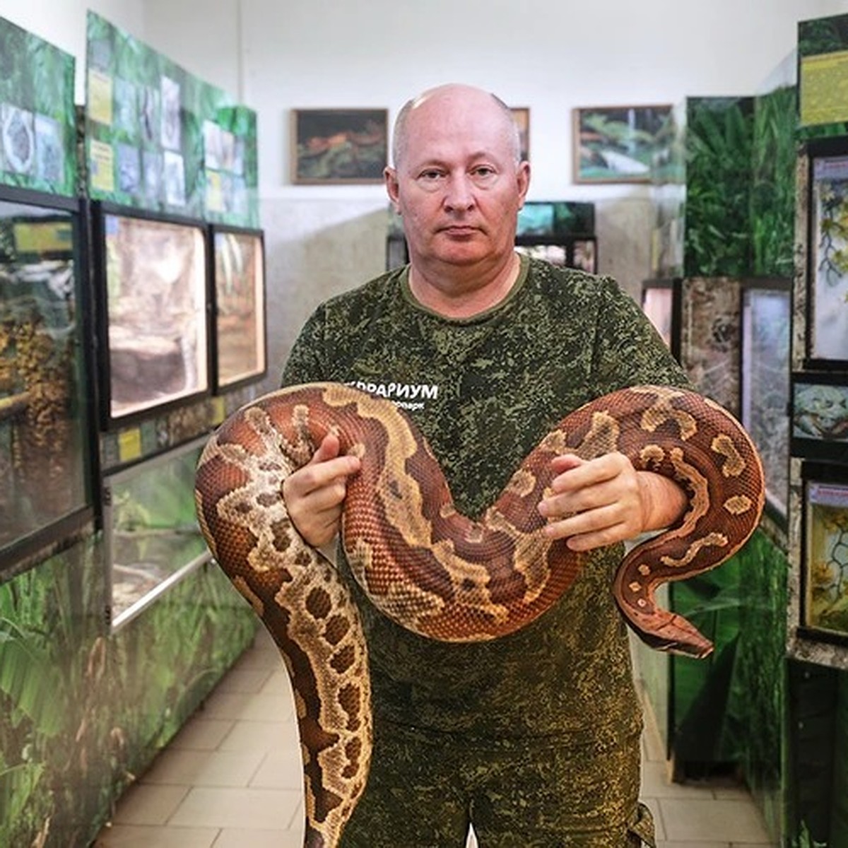 Каких животных нельзя содержать в квартире в Беларуси с 1 августа 2022:  питоны, морские черепахи, тигры, шимпанзе и не только - KP.RU