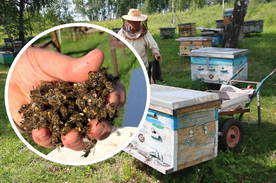 Пчеловодство. Организация высокоэффективной пасеки (620ч)