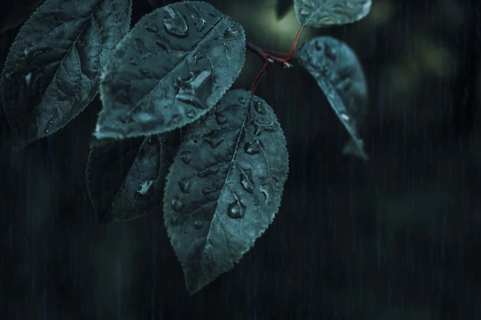 Фото: pexels.com