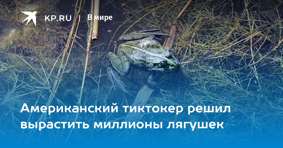Американский тиктокер решил вырастить миллионы лягушек