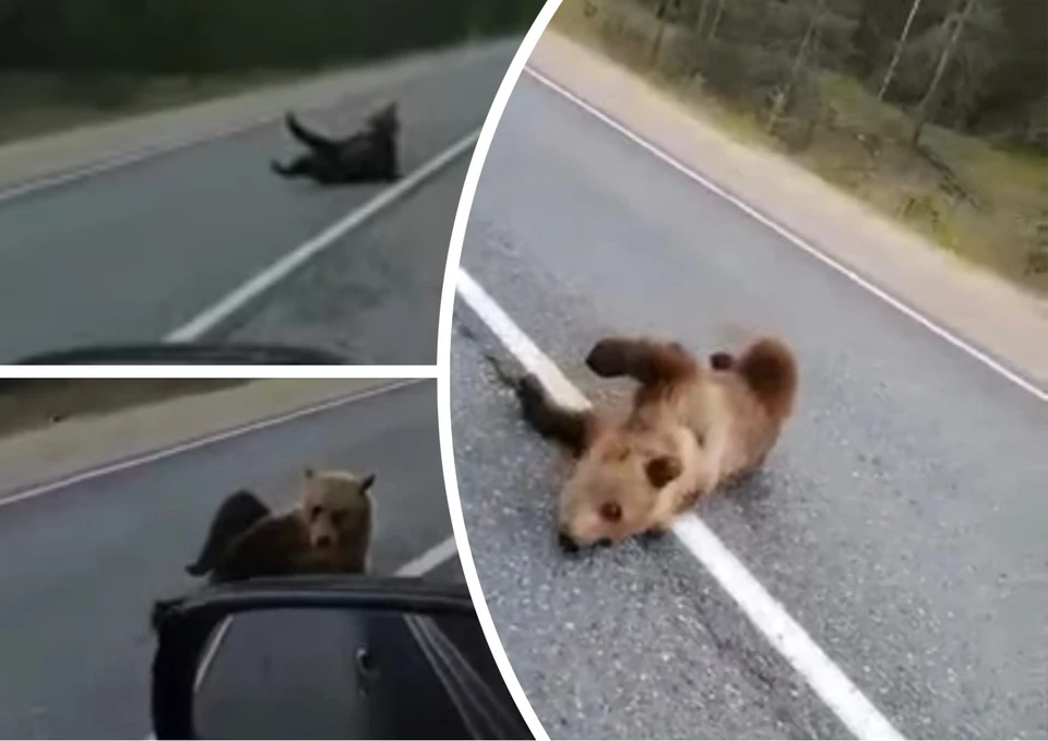Мурманск нападение. Медвежонок на дороге. Медведь на дорогах в Коми.