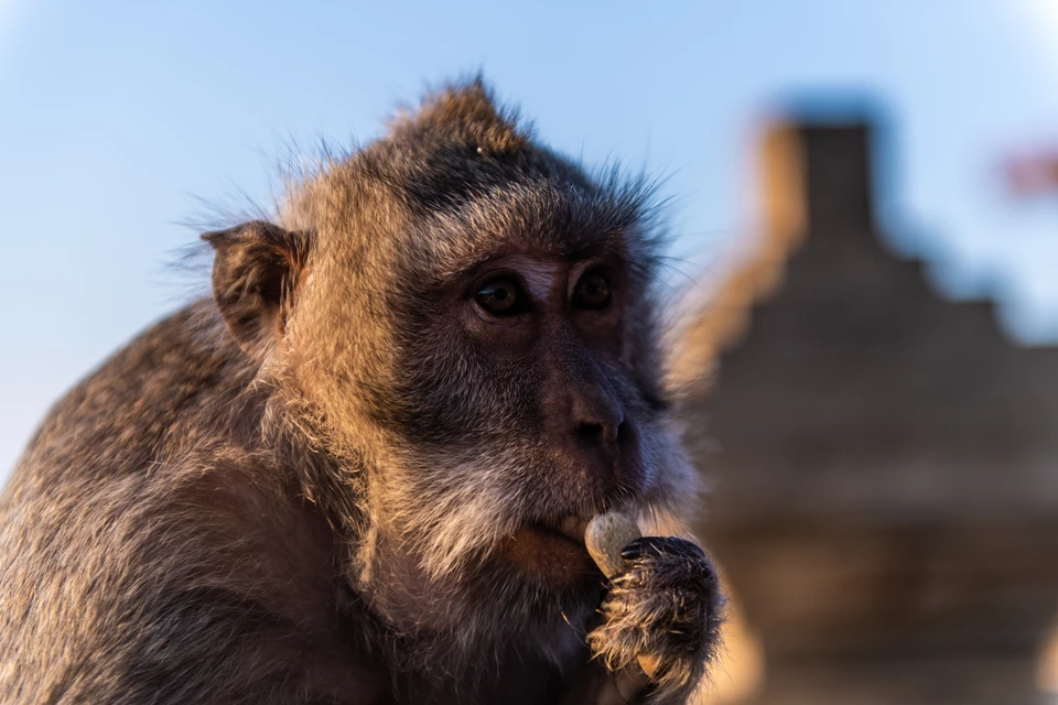 \Новости об оспе обезьян все уверенней теснят надоевшие сводки про коронавирус.