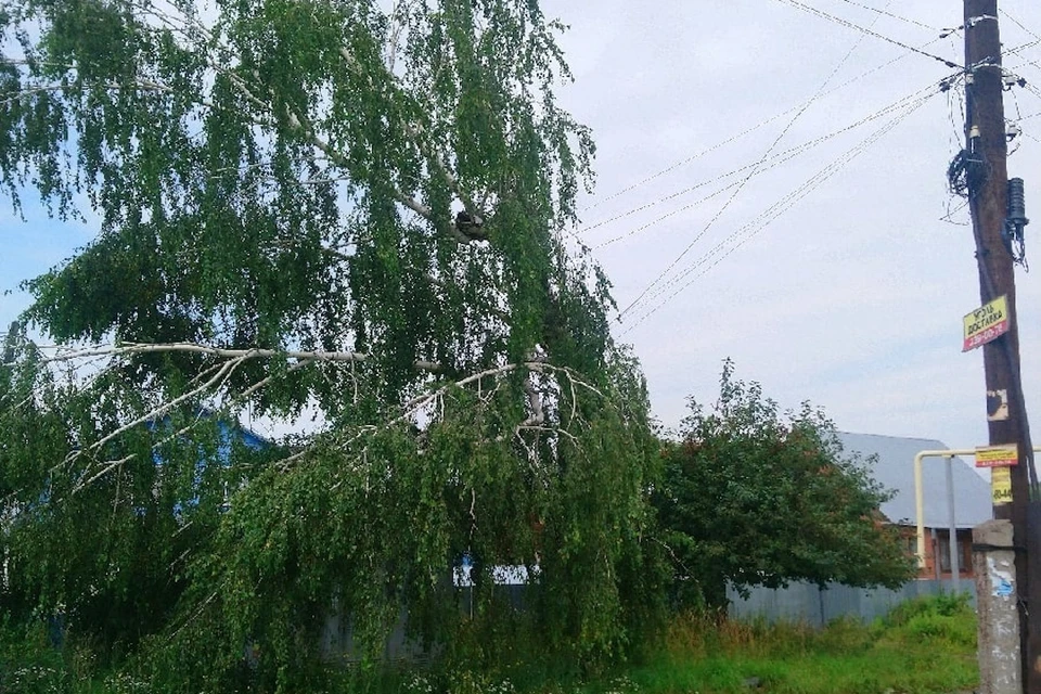 Дерево весит на проводах уже две недели. Фото: «ЧП Новосибирск».