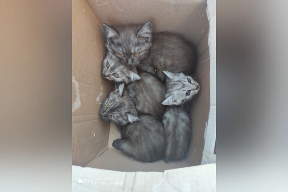 Коробку с котятами нашли на мусорке в деревне Шабалины Котельничского района. Фото: Зоя Пестова