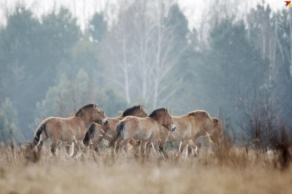 На сегодняшний день на участке «Предуральская степь» живет 80 лошадей Пржевальского