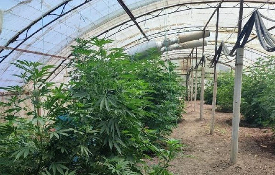 Разведение такой «флоры» чревато серьезным наказанием. Фото: 82.мвд.рф