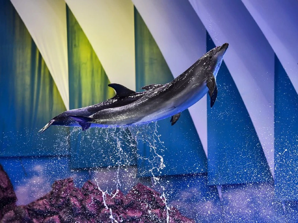 Афалины дельфинария. Фото: Приморский океанариум