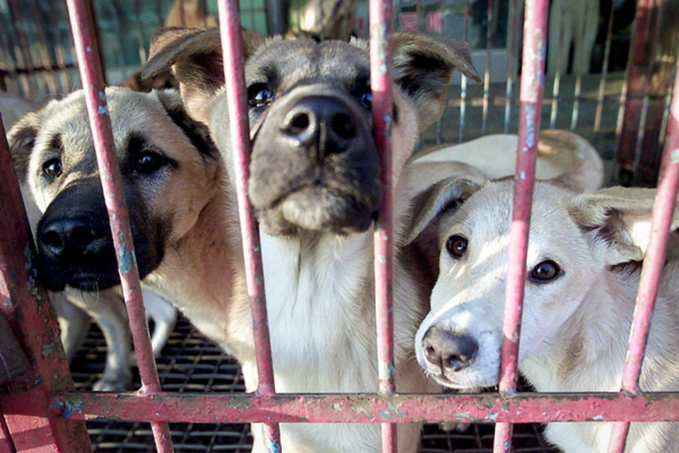 Жестокое обращение с животными может обернуться не только штрафом, но и тюремным сроком. Фото: Yun Suk Bong / Reuters
