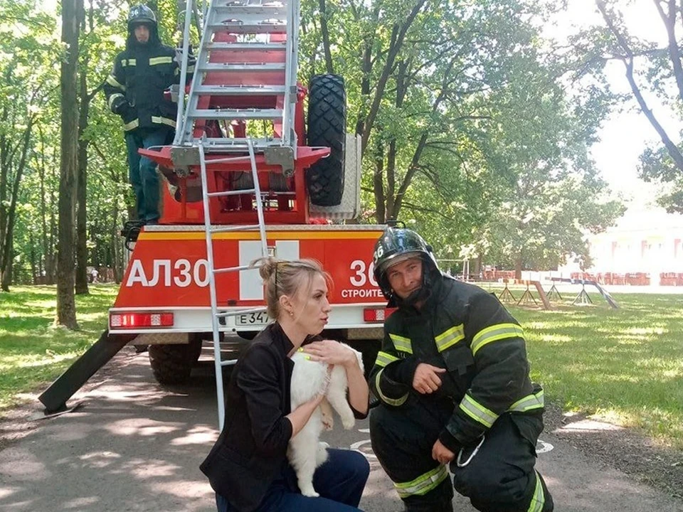 В парке Маршалково пожарные помогли кошке спуститься с дерева. фото: с сайта ГУ МЧС России по Белгородской области.