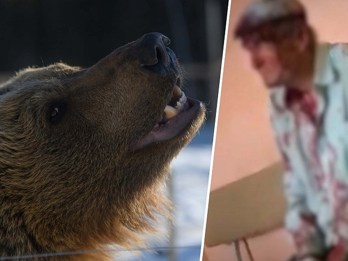 Шокирующая новость о нападении медведя на человека в Полоцком районе – просто фейк
