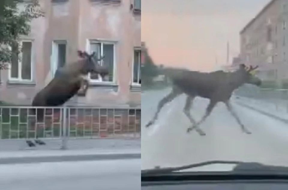 Лось пробежал по дорогам Искитима. Фото: кадры из видео.
