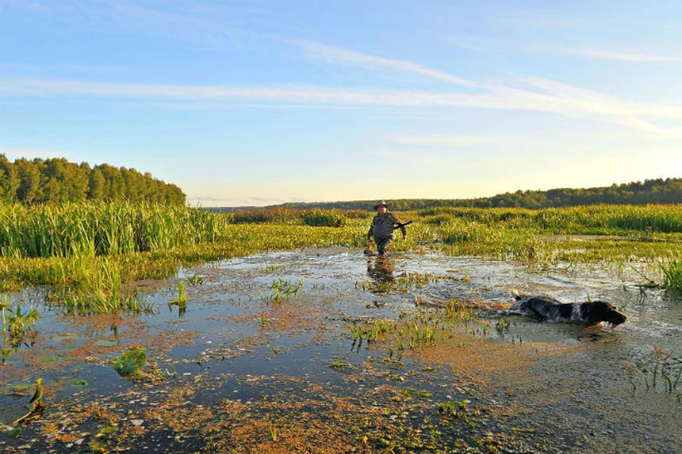 В Ярославской области с 20 августа начинается сезон охоты на водоплавающую, боровую, болотно-луговую и полевую дичь