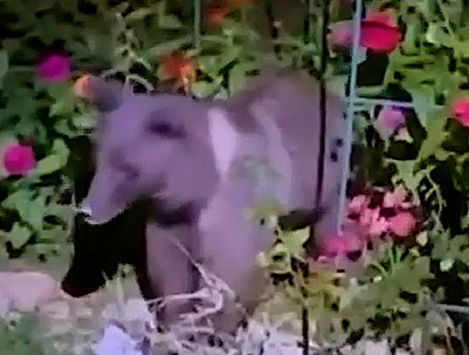 Медведь пришел в огород к сочинцам. Фото: скриншот видео телеграм-канала"Сочи онлайн"