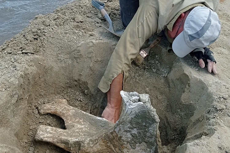 Ростовские ученые нашли останки гигантской саламандры, которая жила на Земле 2,8 млн лет назад