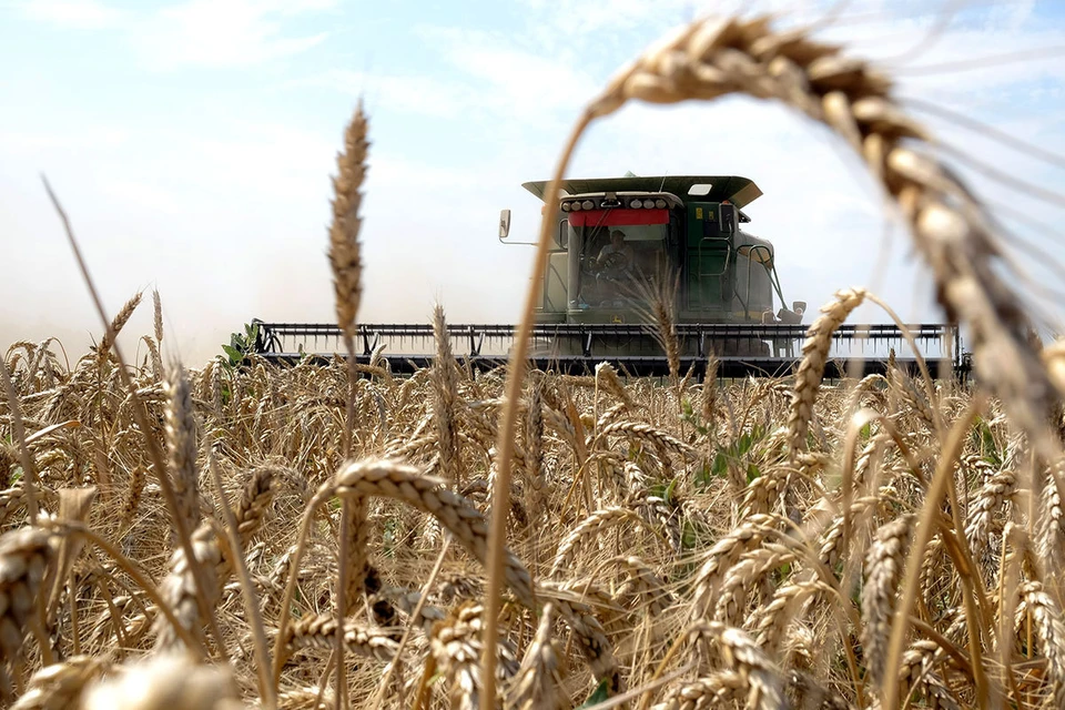 В этом году в России соберут около 145 млн тонн зерна