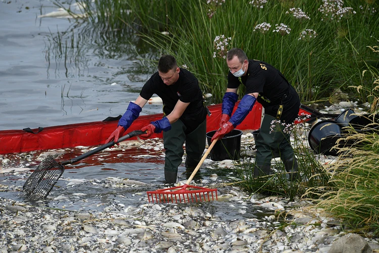 «Рыбий мор» на Одере: Германия винит Польшу в экологической катастрофе
