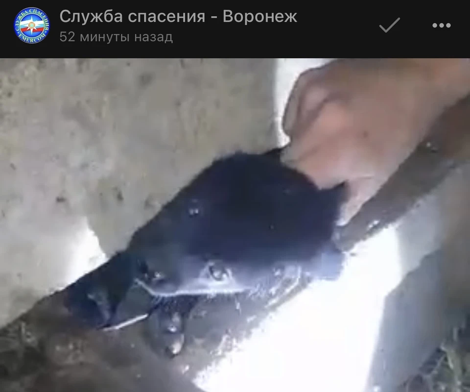 скриншот видео Службы спасения