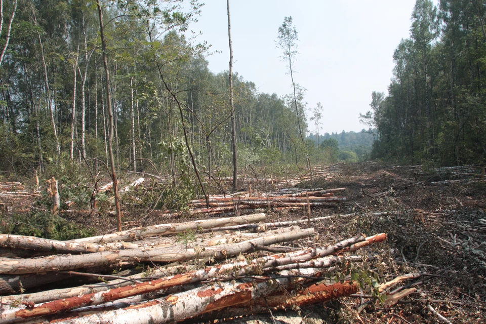 Вырубили порядка шести тысяч кубометров леса. Фото: Людмила Баркова.