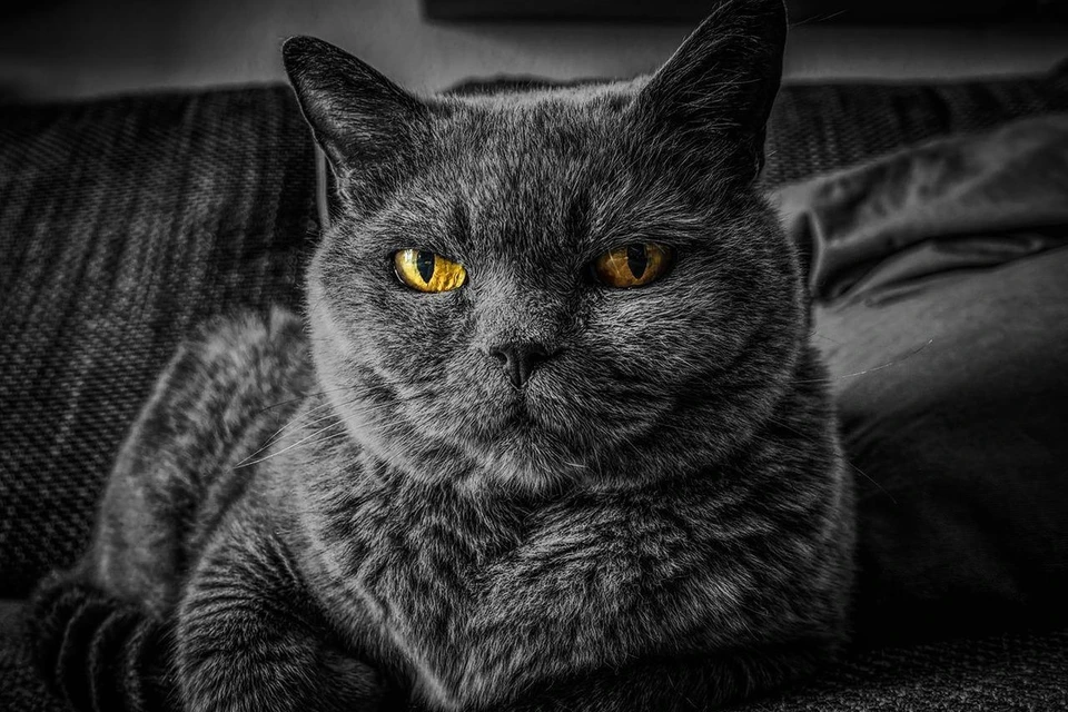 Пьяный мужчина выбросил британскую кошку с 10 этажа в Полоцке. Снимок используется в качестве иллюстрации. Фото: pixabay.com