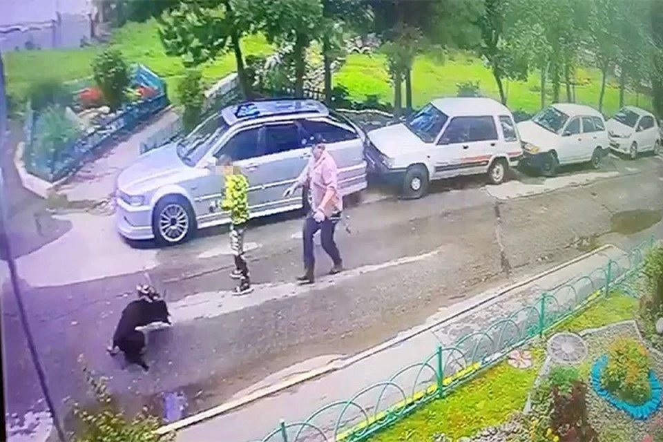 Крупная собака напала на сородича Фото: скриншот из видео