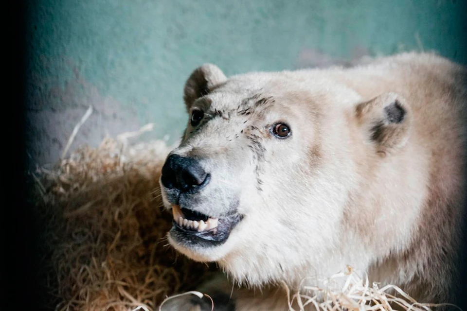 В Московском зоопарке дали имя спасенному белому медведю из Диксона. Фото: t.me/radionovasg