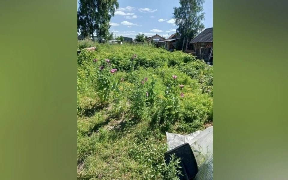 На участки нашли большое количество мака в теплицах