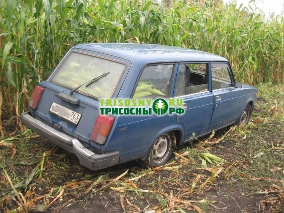 ФОТО: группа в ВК Портал трисосны.рф