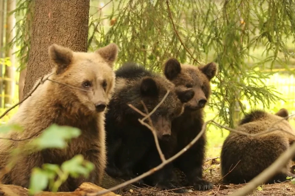 Изрядно подросших медвежат вернули в родные леса. Фото: скрин с видео vk.com/obrcrussia