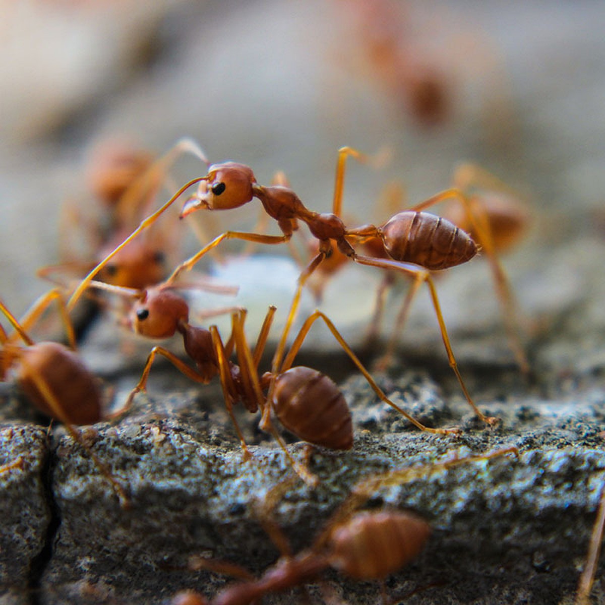 Pheidole pallidula. Муравьи солдаты лазиус нигер. Картинки огненного муравья. Ученые подсчитали муравьев. Очень много муравьев.
