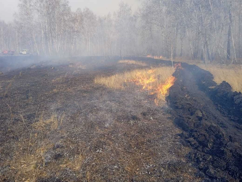 Фото: главное управление лесного хозяйства Омской области.